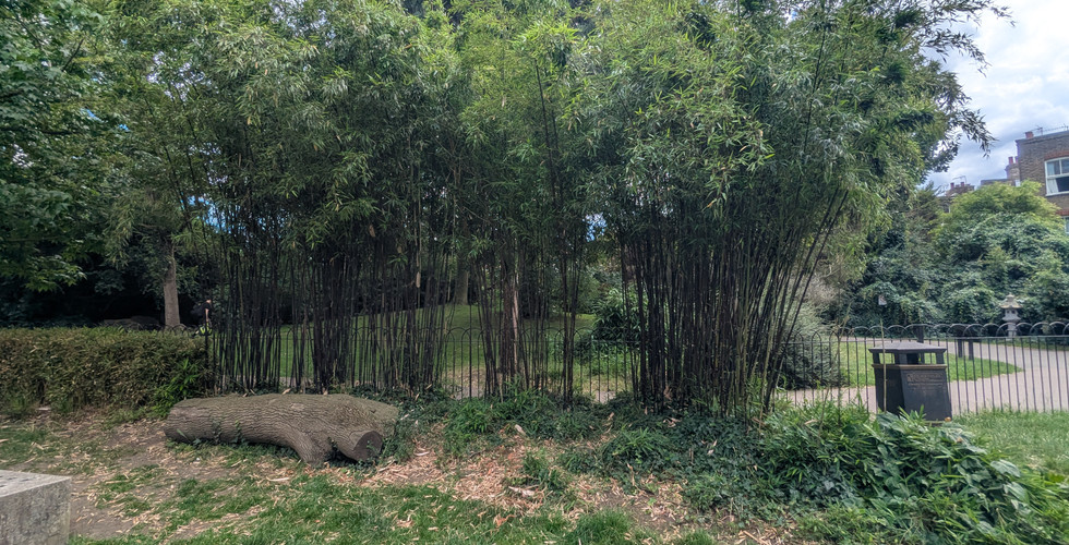 A stand of tall bamboo behind the looped railing with a sawn log on the grass, closing out the day.