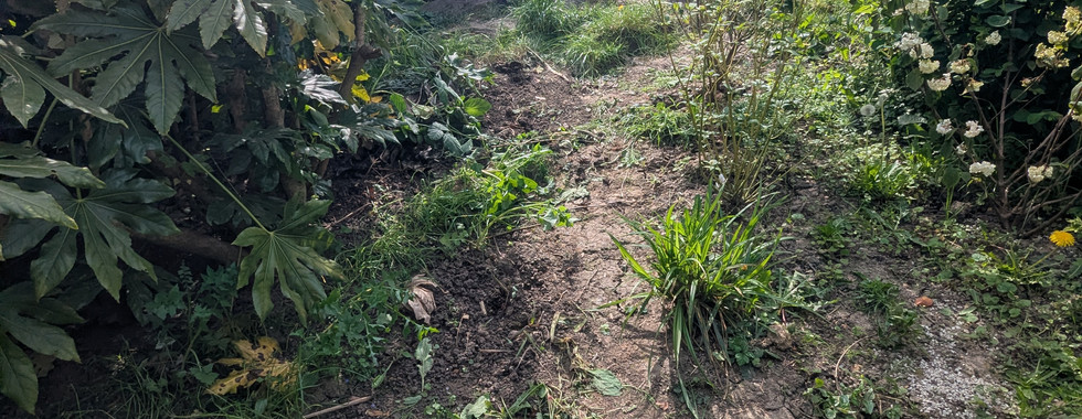 A cleared area of soil running between large palmate fatsia leaves on the left and a white-flowering shrub on the right, with pulled weeds piled at the base of a flat stepping stone.