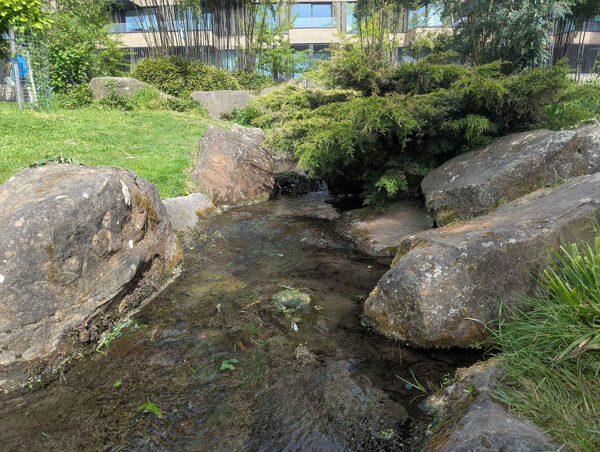 A close-up of one of the stream channels with mossy boulders to either side, water running between them, juniper foliage on the right and bamboo in the background.