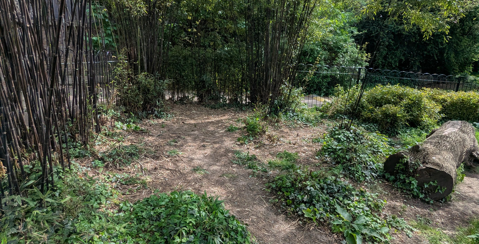 A bamboo grove with the ground around its base cleared of debris, with a fallen log to the right and the perimeter fence visible behind.