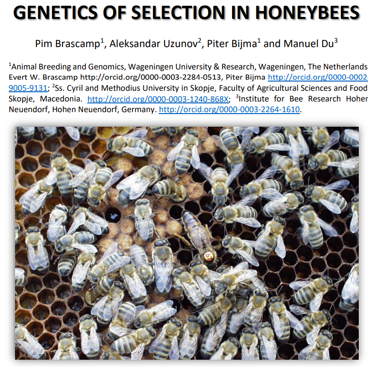 Photo de Genetic of selection in honeybees