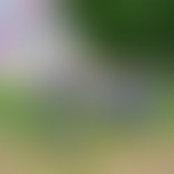 Il segreto sporco di Solbiate Arno: perché nessuno pulisce davvero?