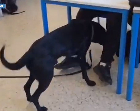 Zorro fiuta il futuro (e la differenza tra giusto e sbagliato)