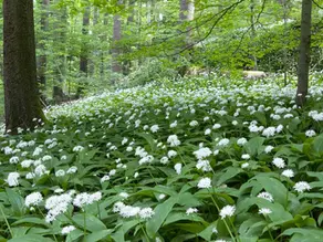 🌿 Aglio Orsino: La Regina Segreta dei Boschi Che Non Sai Di Stare Perdendo