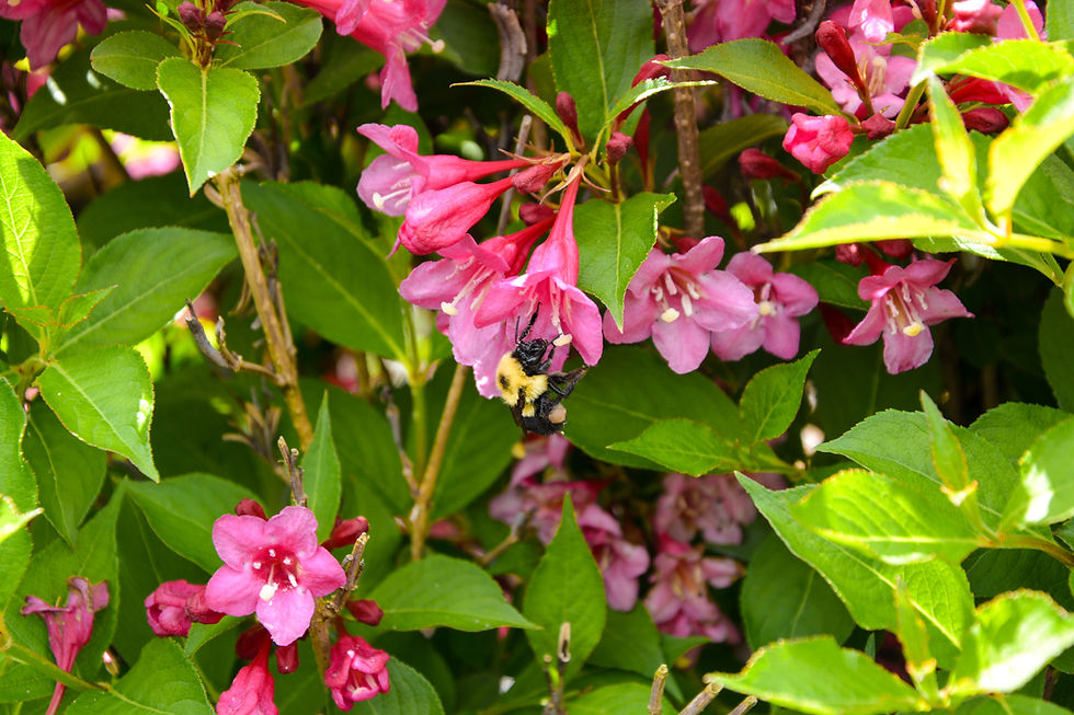 World Bee Day Info Sheet