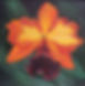 Orange Essence_edited.jpg