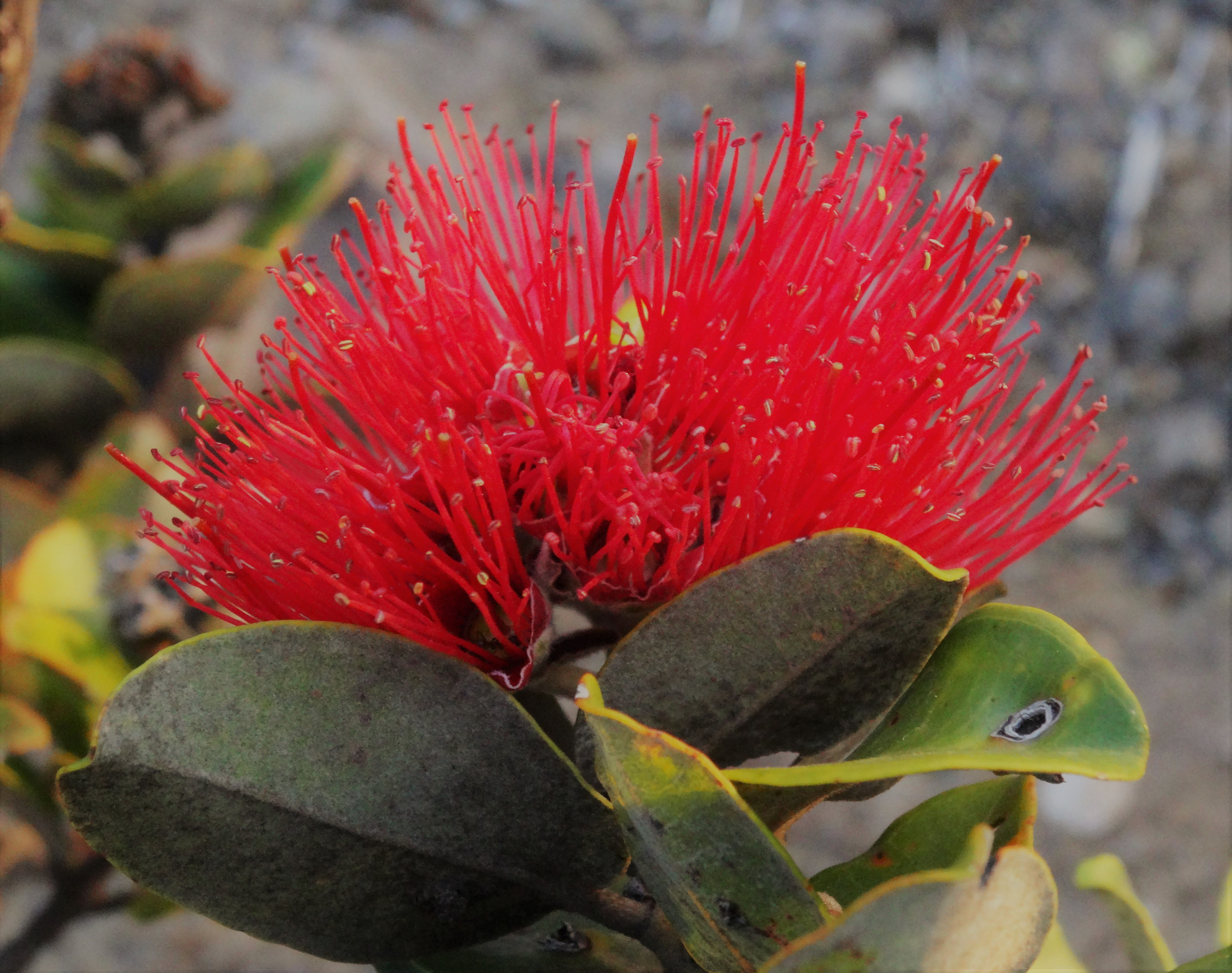 <月ごとのお支払い>LEHUA(中級)クラス・所要時間 12時間