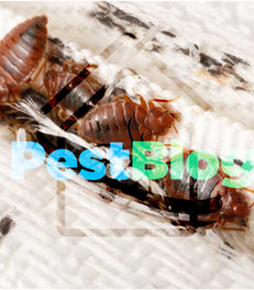 Καφέ κοριοί σε πτυχή λευκού υφάσματος. Κείμενο "PestBlog" εμφανίζεται πάνω από την εικόνα.