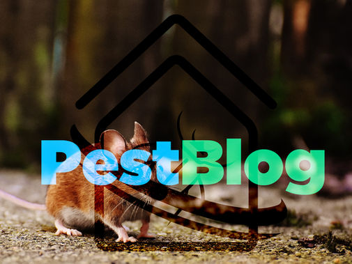 Καφέ ποντίκι - PestBlog