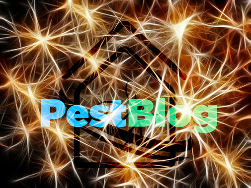 Τα ποντίκια με τα φωτεινά μυαλά.