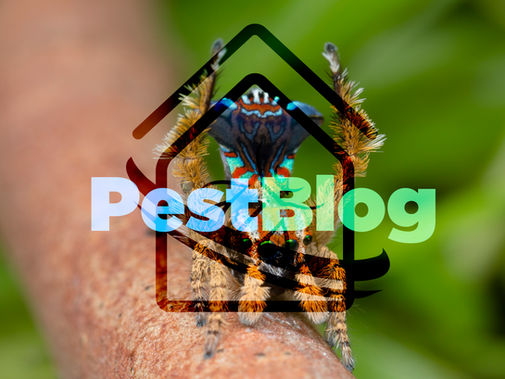 Αράχνη με έντονα χρώματα σε κλαδί, φόντο πράσινο. Το λογότυπο "PestBlog" εμφανίζεται με μεγάλα γράμματα στο προσκήνιο.