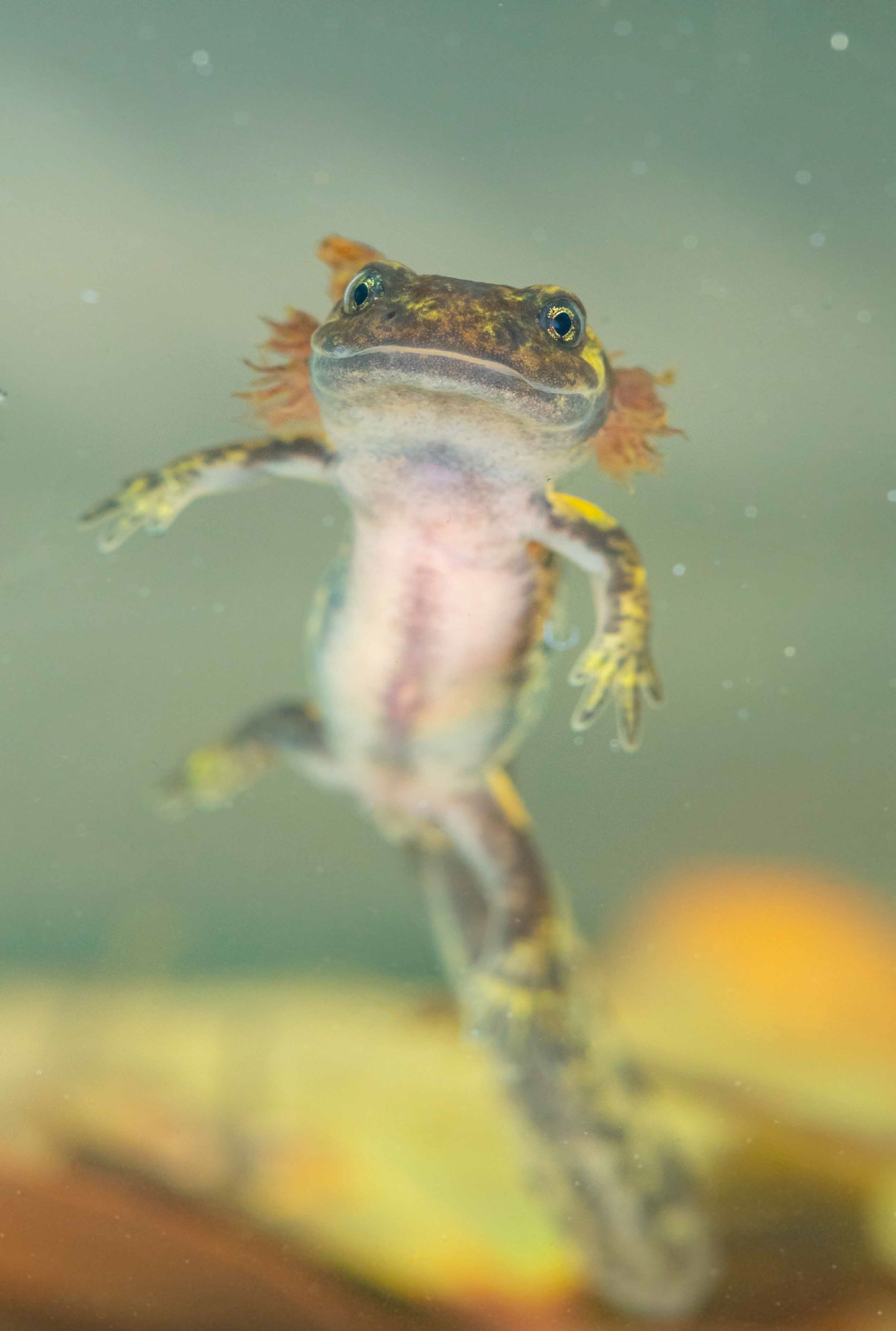 Common Mudpuppy
