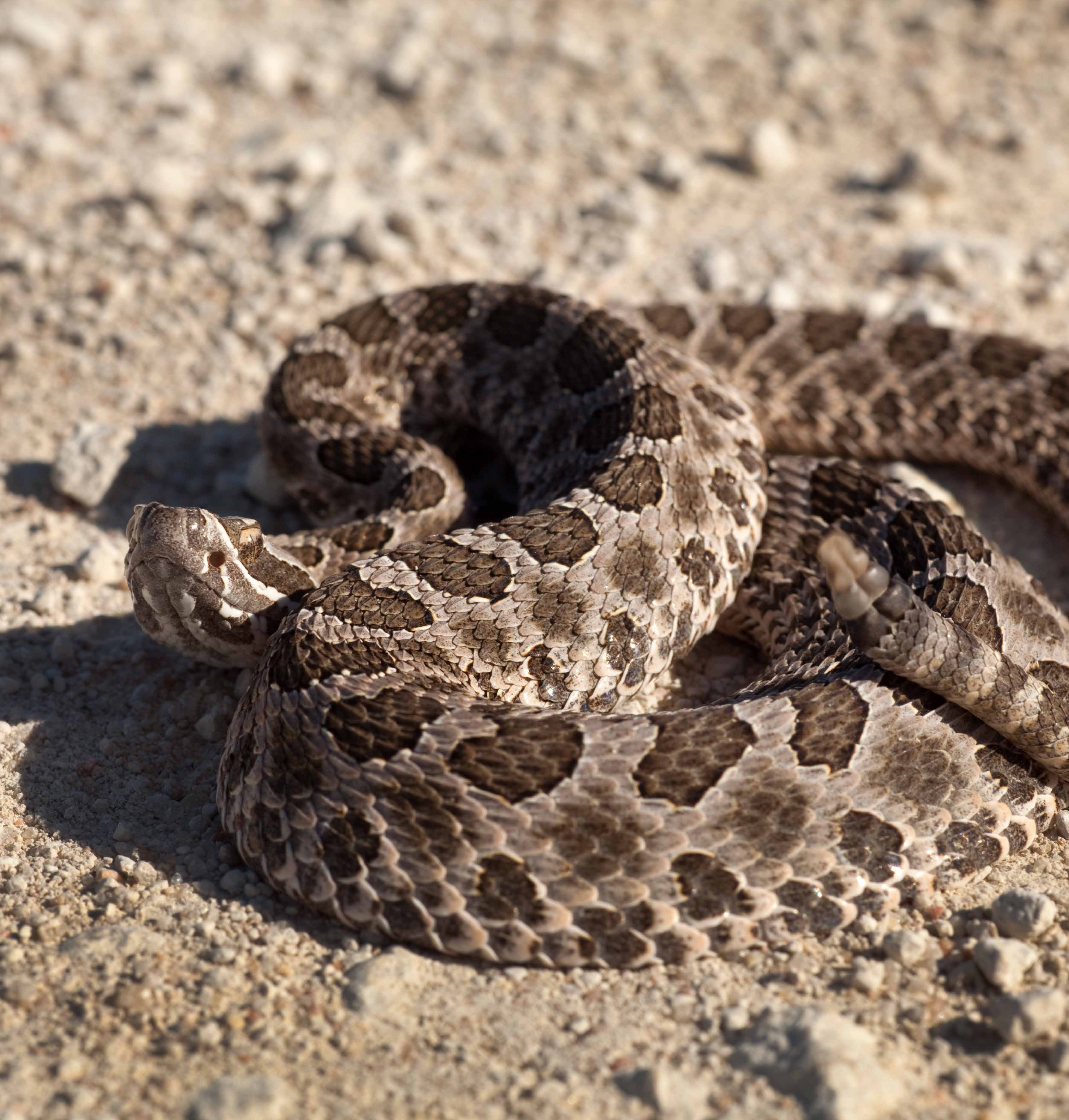 Eastern Massassauga Rattlesnake