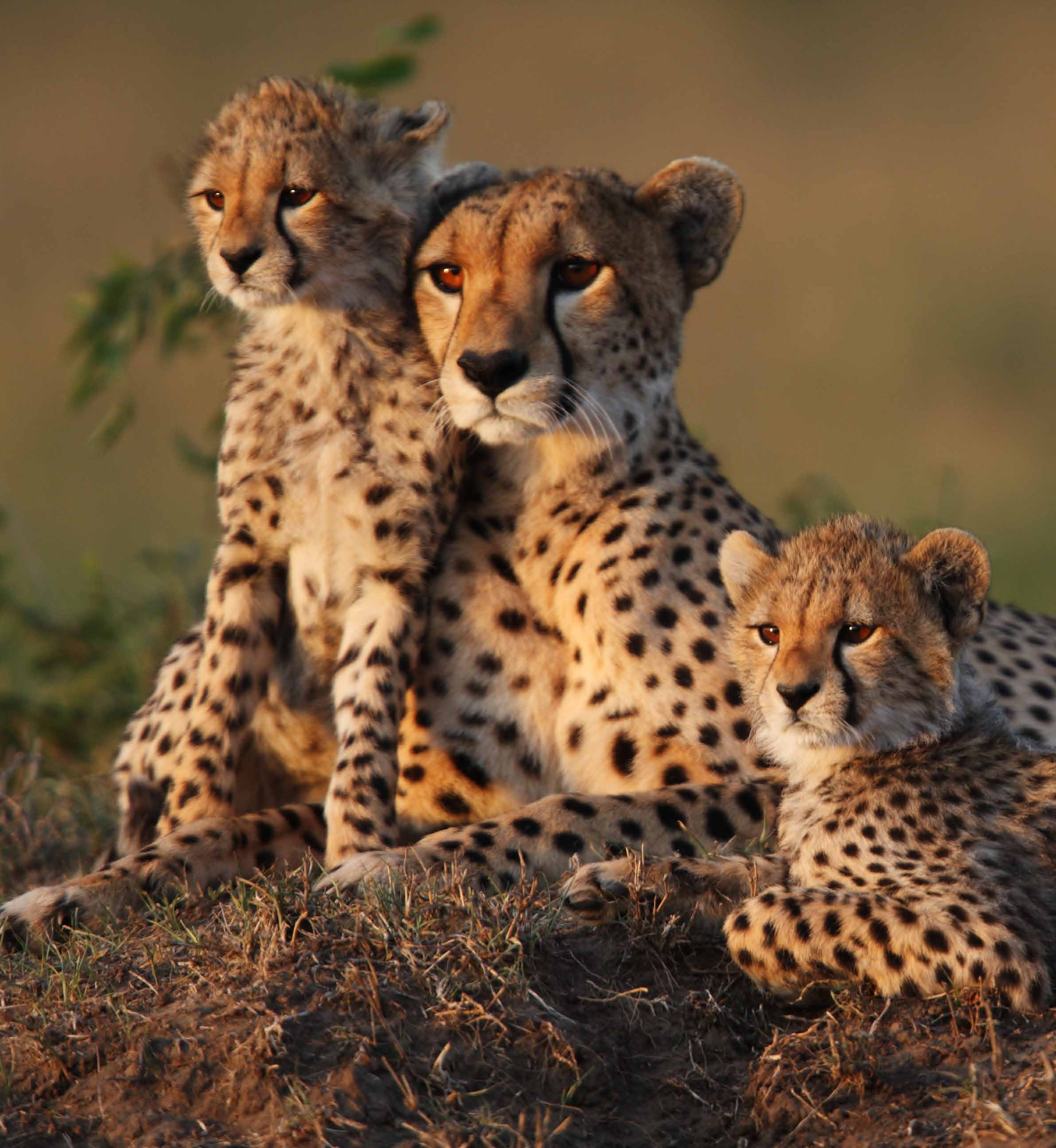 Cheetah