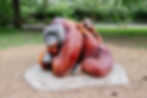 Bornean Orangutan
