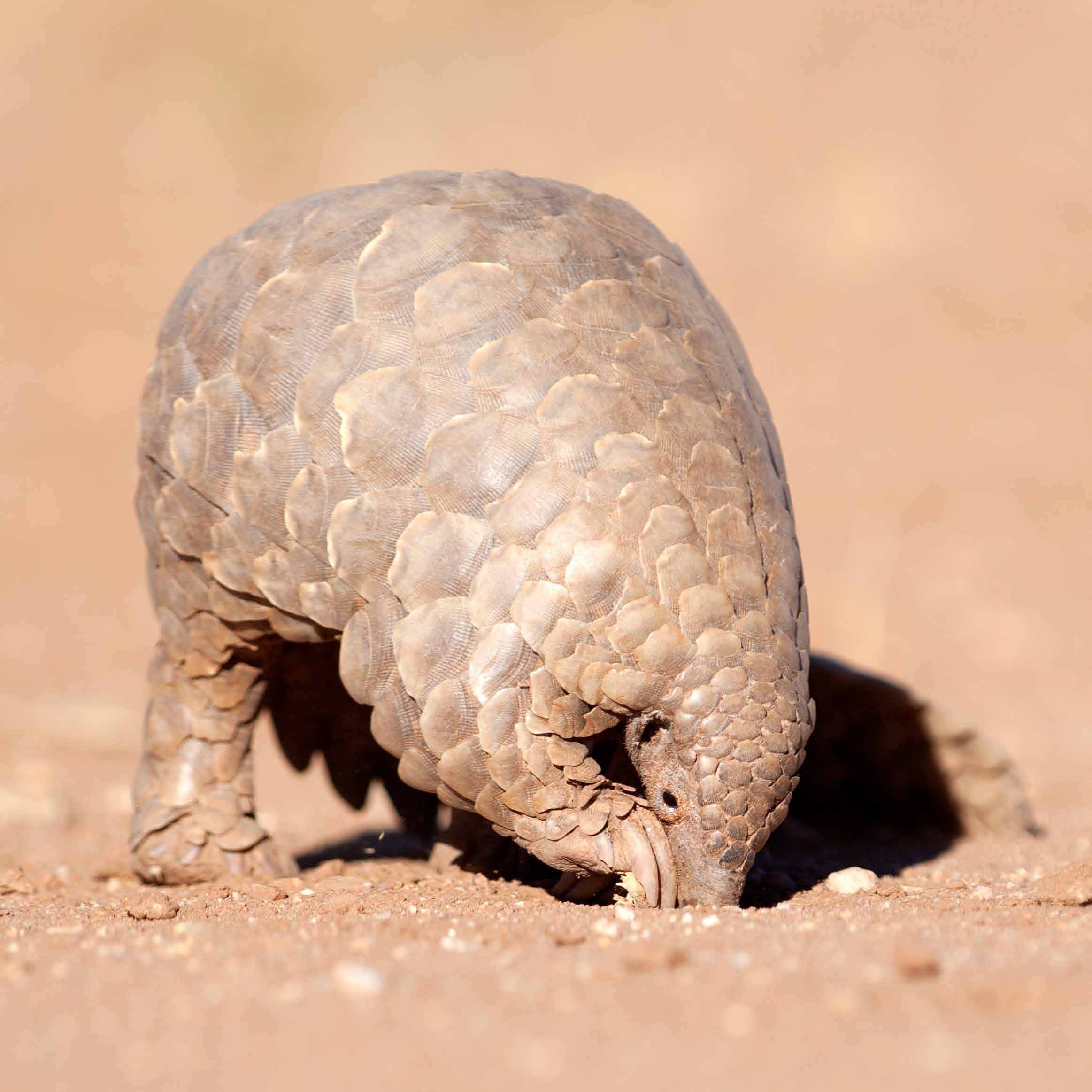 Ground Pangolin