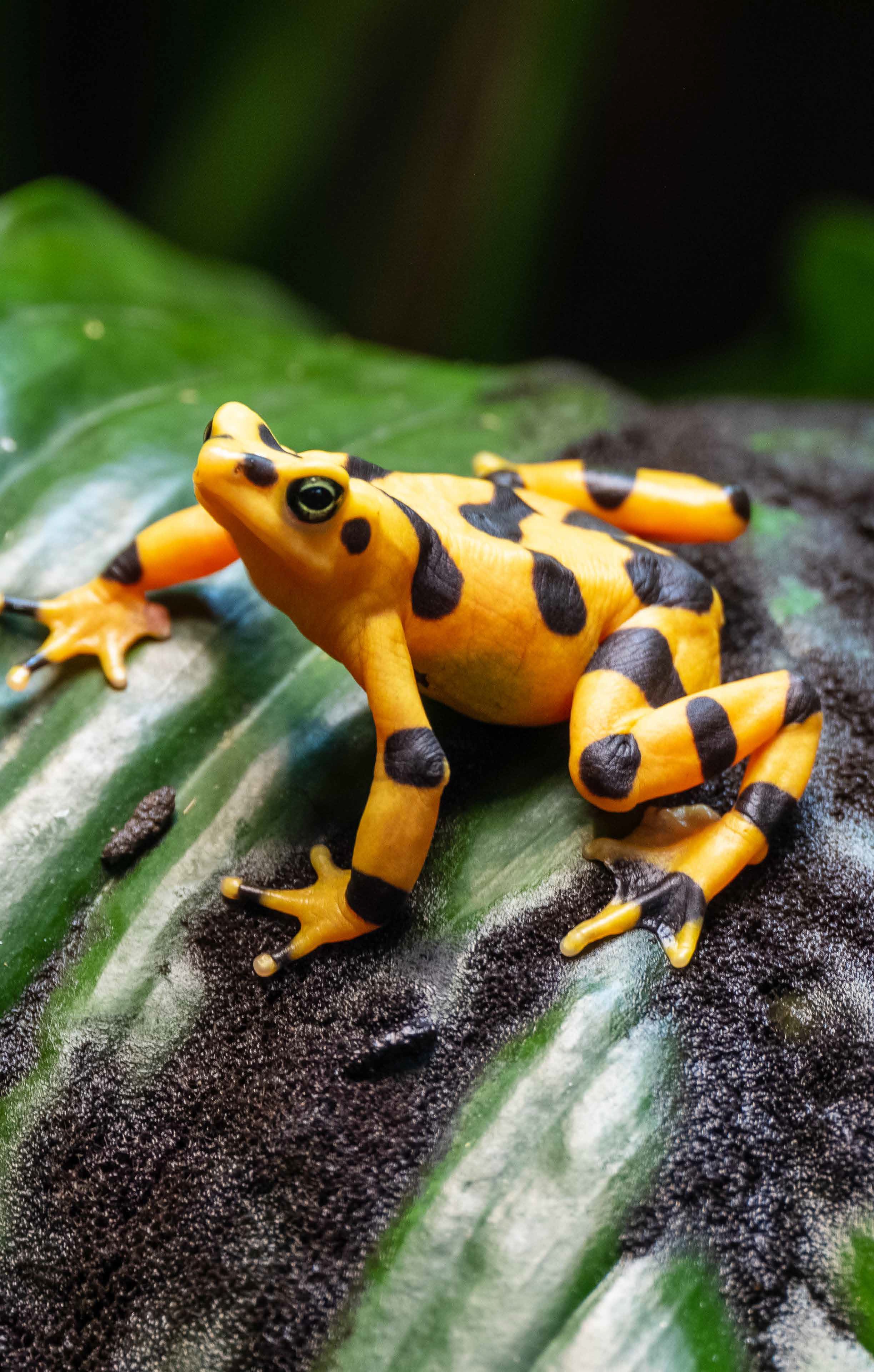 Panamanian Golden Frog