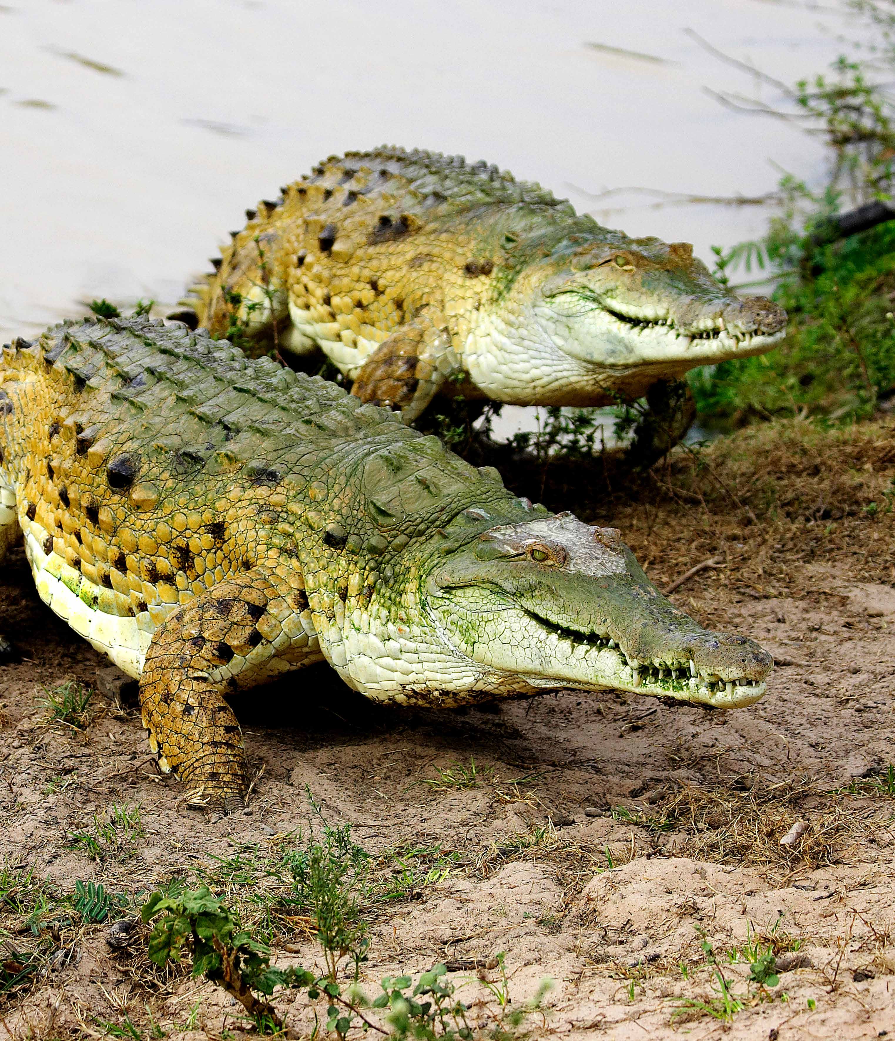 Orinoco Crocodile