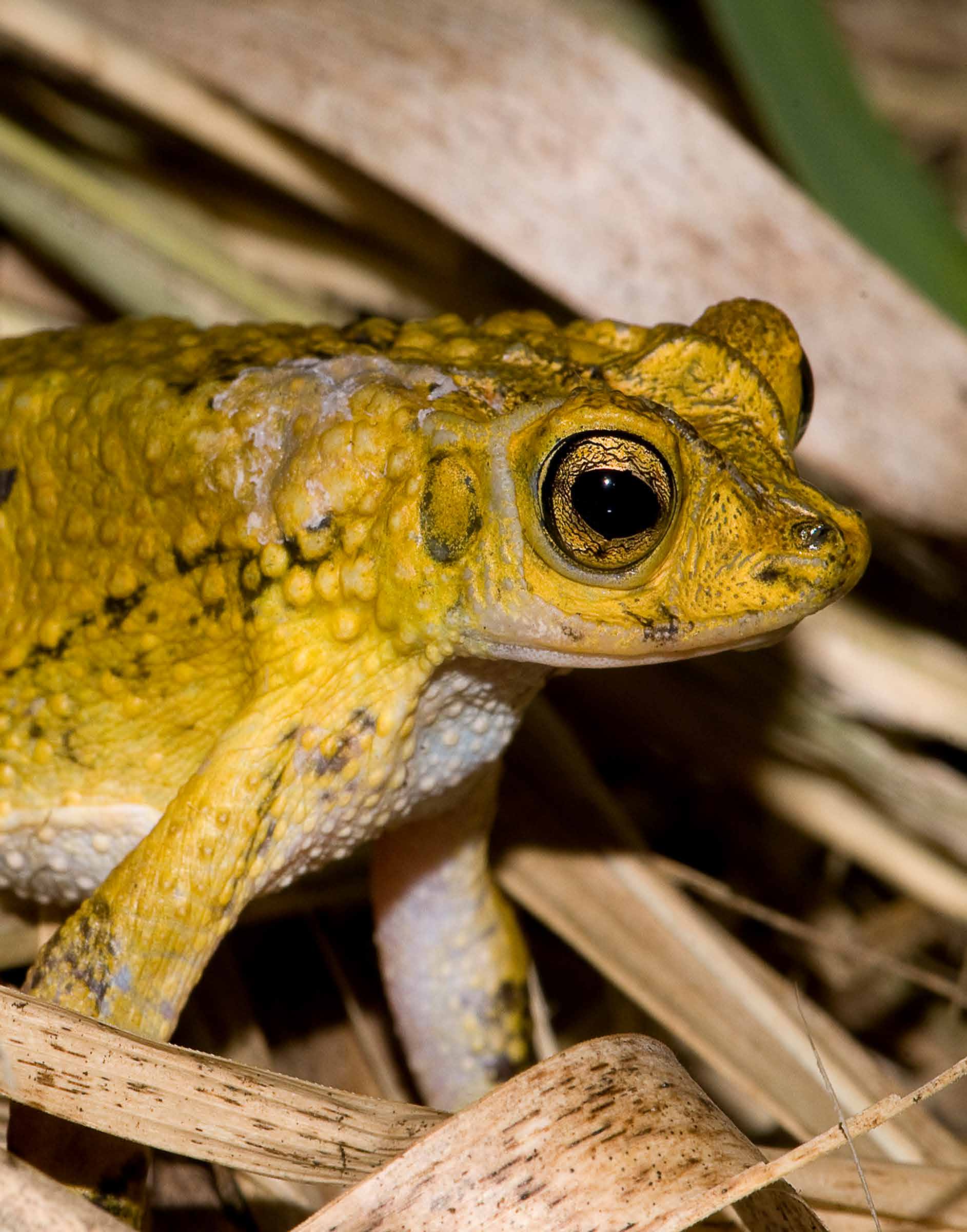 Puerto Rican Crested Toad