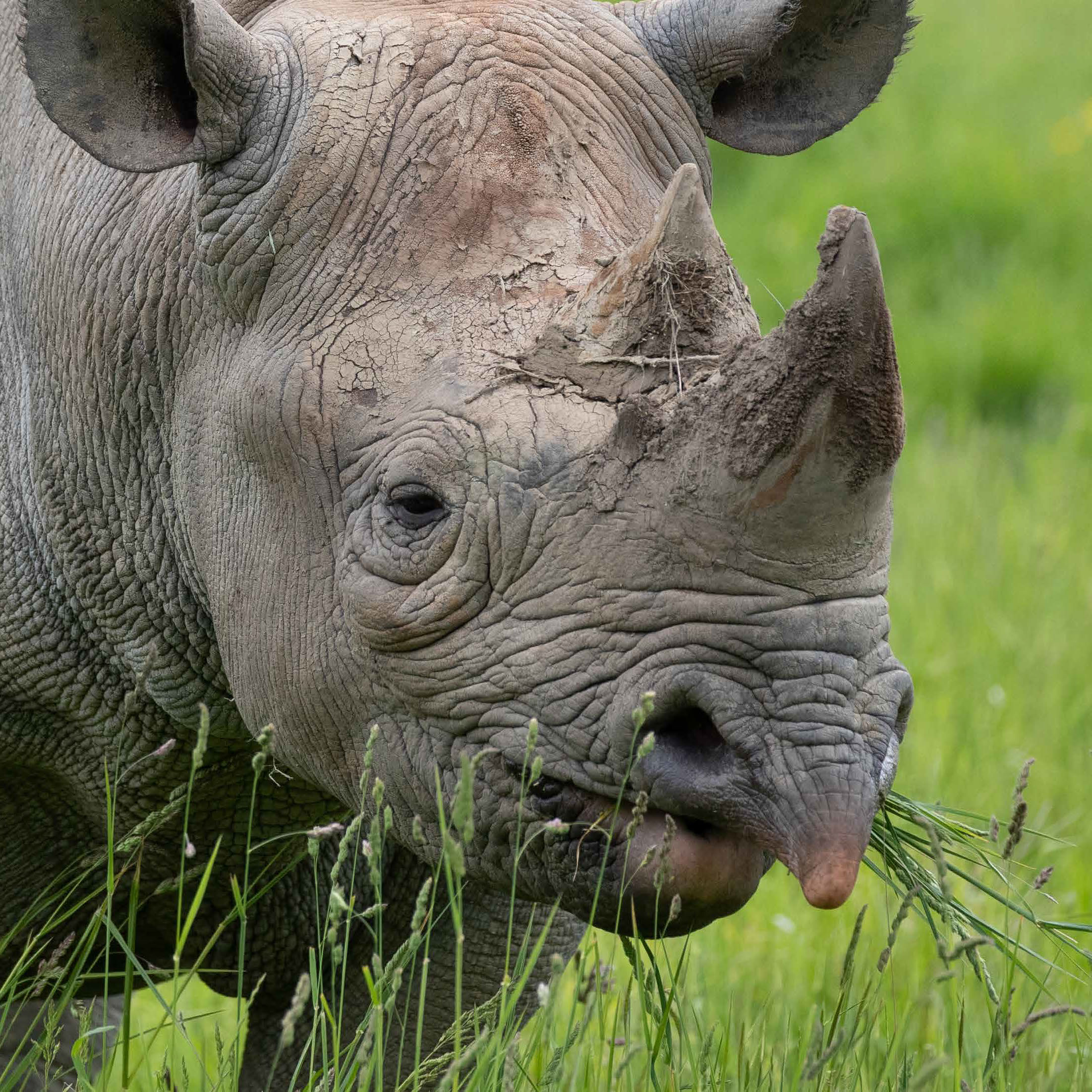 Black Rhinoceros