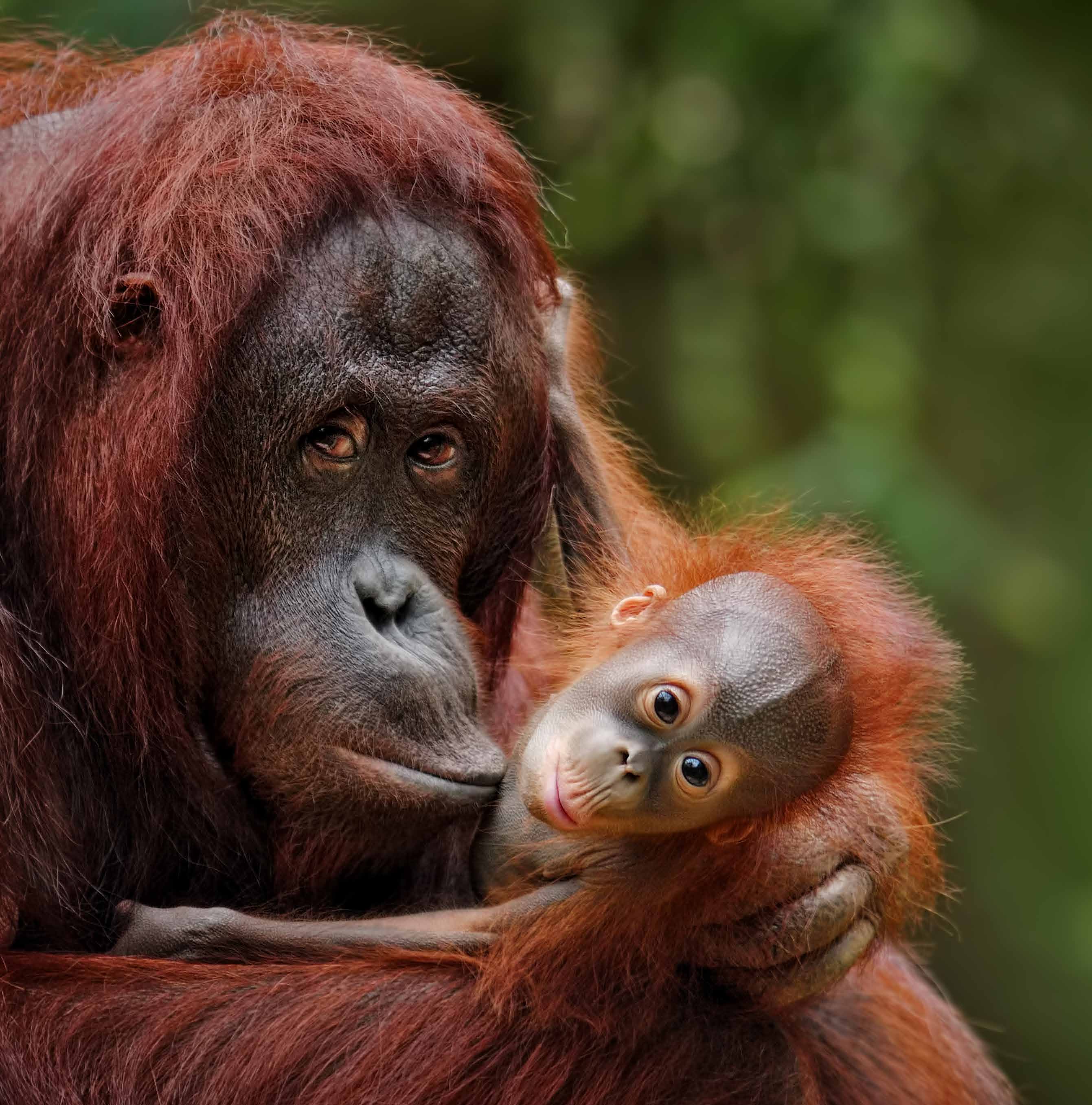 Bornean Orangutan
