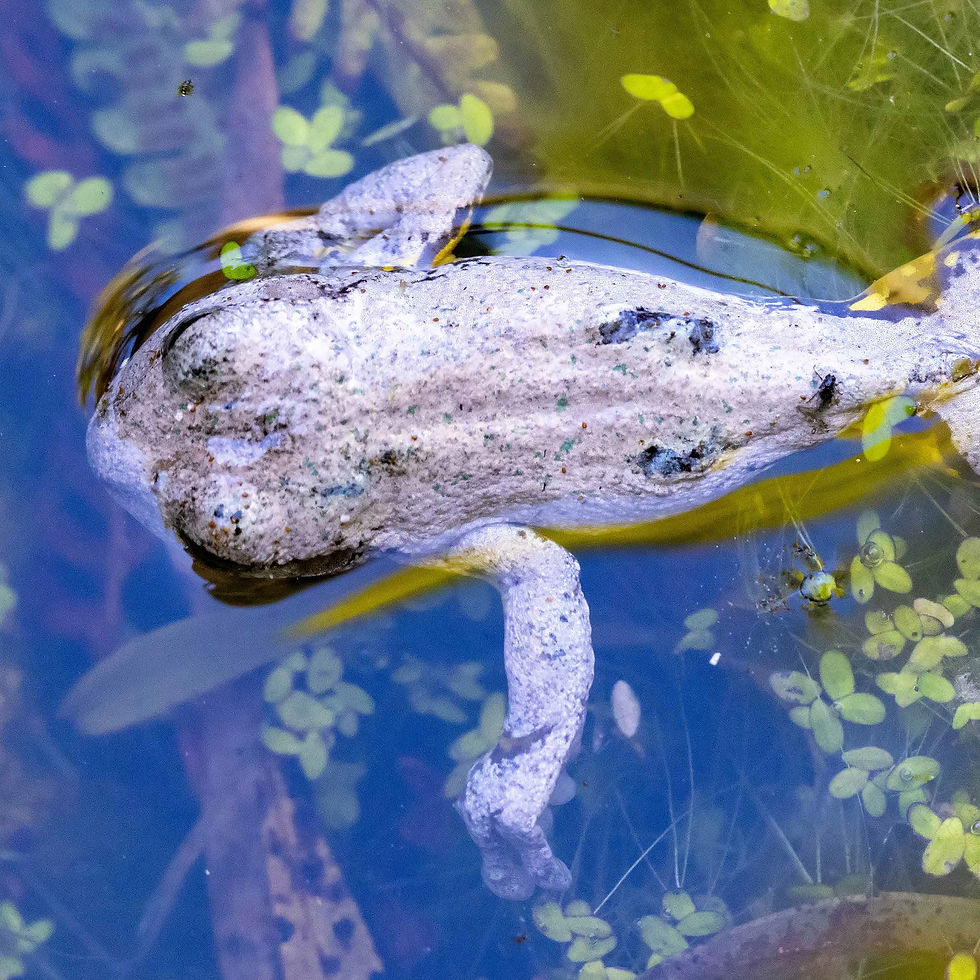 Frog infected with Chytrid fungus