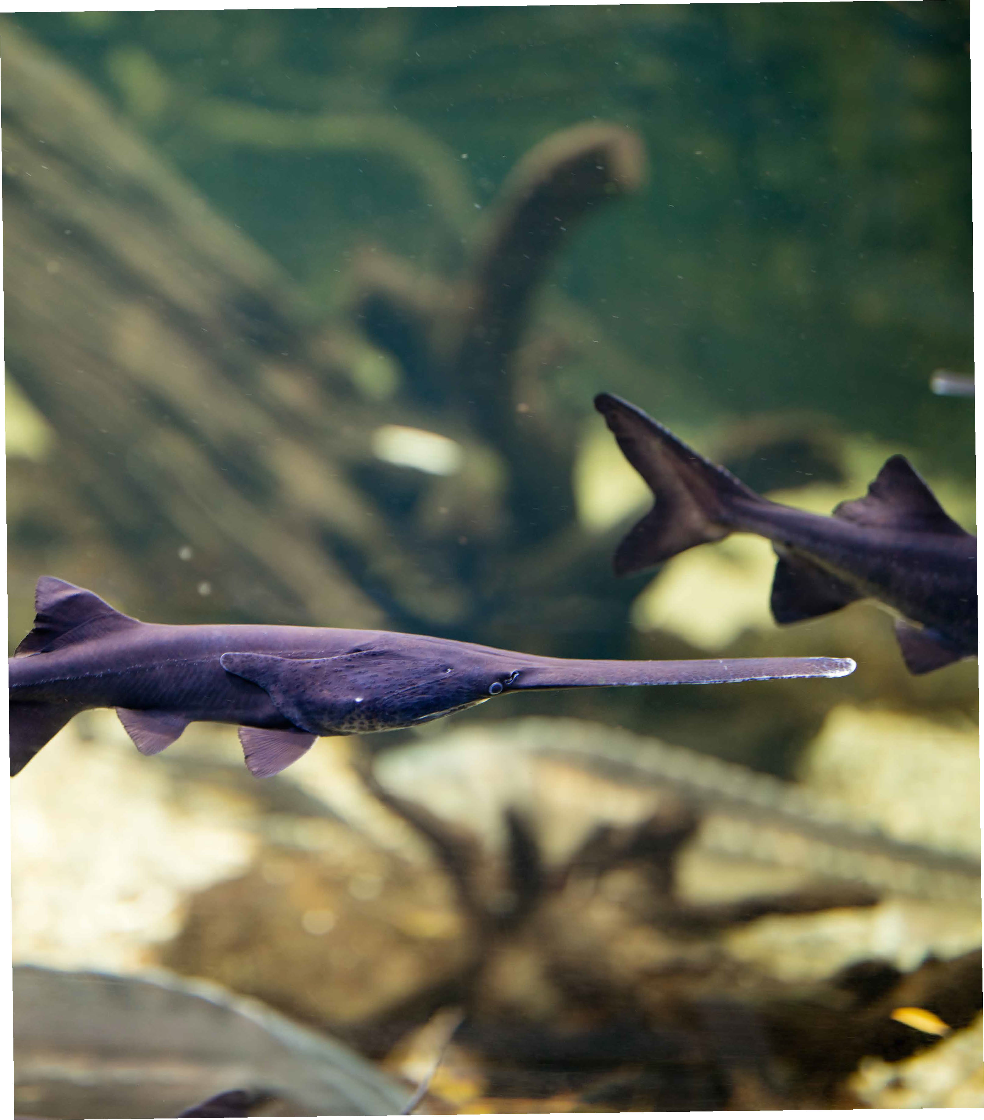 American Paddlefish