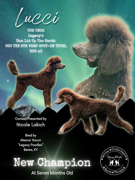graphic for brown poodle champion