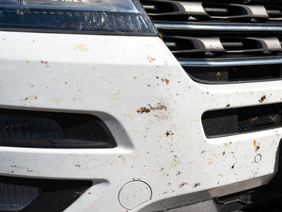 SPLAT! What You May Not Know About Bug Guts on Your Car