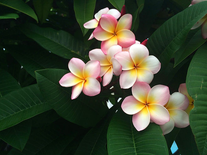 frangipani-677686_1920_edited.jpg