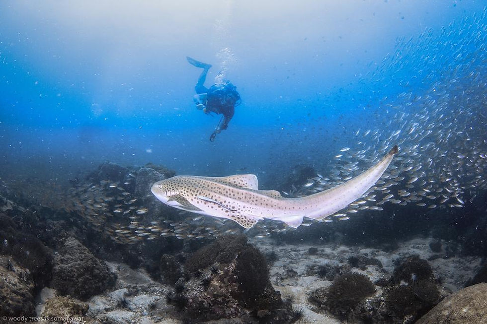 Leopard Shark at Phi Phi Island