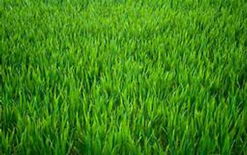 Grass 01.jpg
