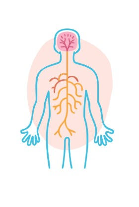 Nerf vague qui influence notre axe intestin-cerveau