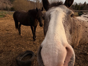 Harmonious Herd