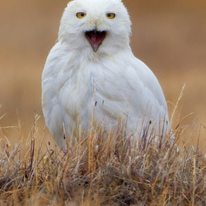 Playing Roulette with a Snowy Owl