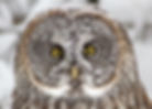 Close up of a snow-dusted Great Gray Owl