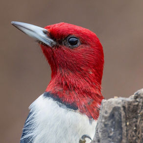 Woodpecker: Taming the Beak
