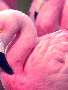 flamingo
