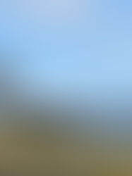 Celtic Adventures with Ornitheologists