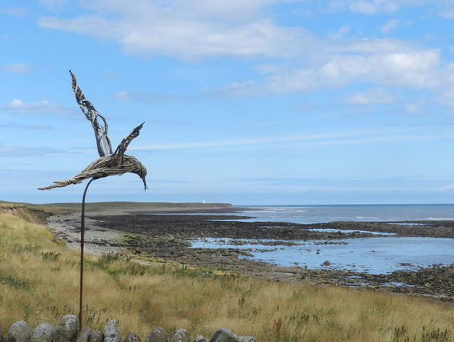 Celtic Adventures with Ornitheologists
