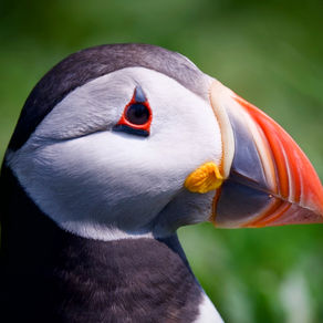 close-up of an Atlantic Puffin