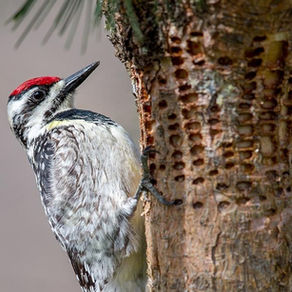 Sapsucker: Words That Wound or Heal