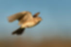 a skylark in flight