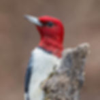 Red-Headed Woodpecker