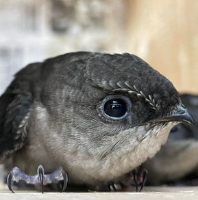 How Not to Build a Swift Tower