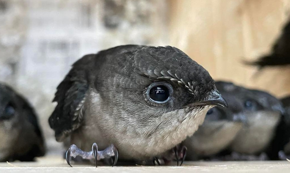 How Not to Build a Swift Tower