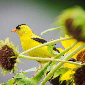 Goldfinch: Late is Right on Time