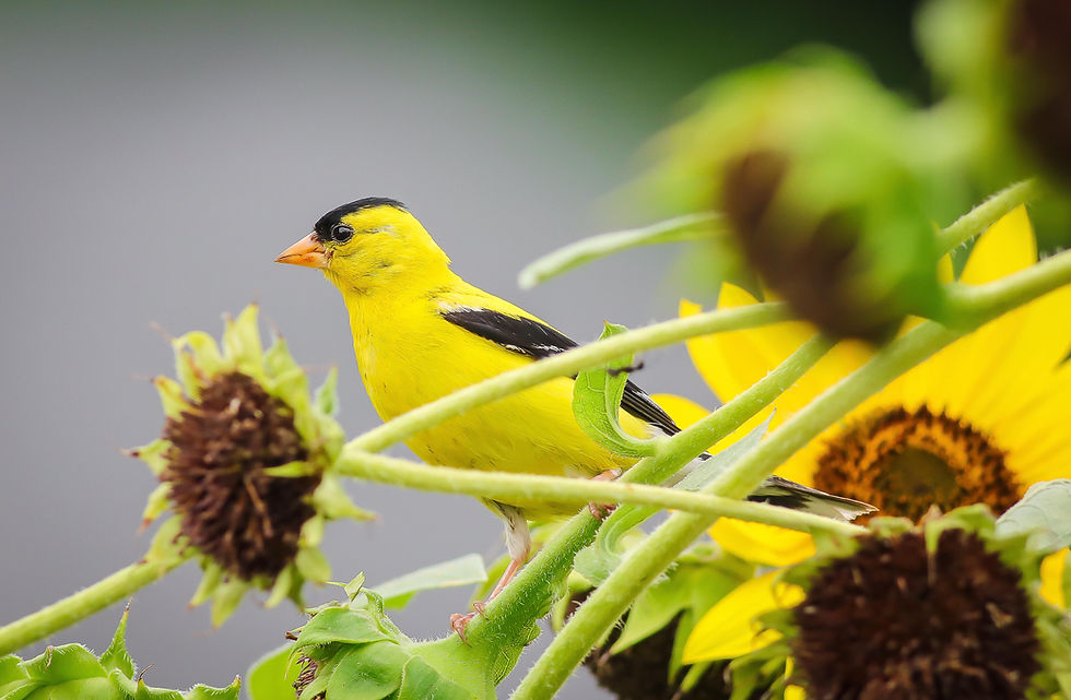 Adult male American Goldfinch among sunflowers