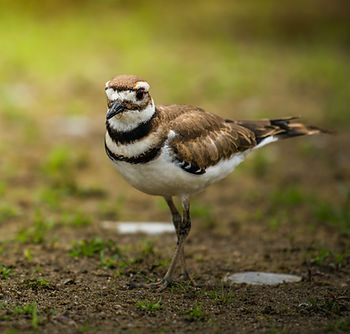 A Killdeer standing