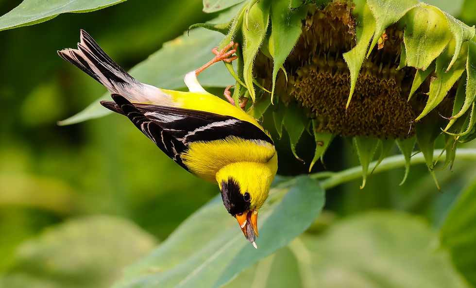Adult male American Goldfinch hanging from a sunflower